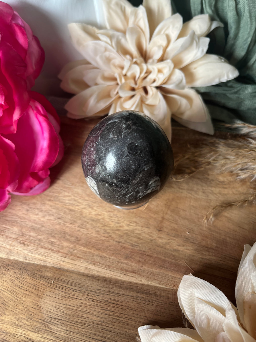 Œuf - ANCRAGE - MÉMOIRE ANCIENNE - PROTECTION - Orthocéras