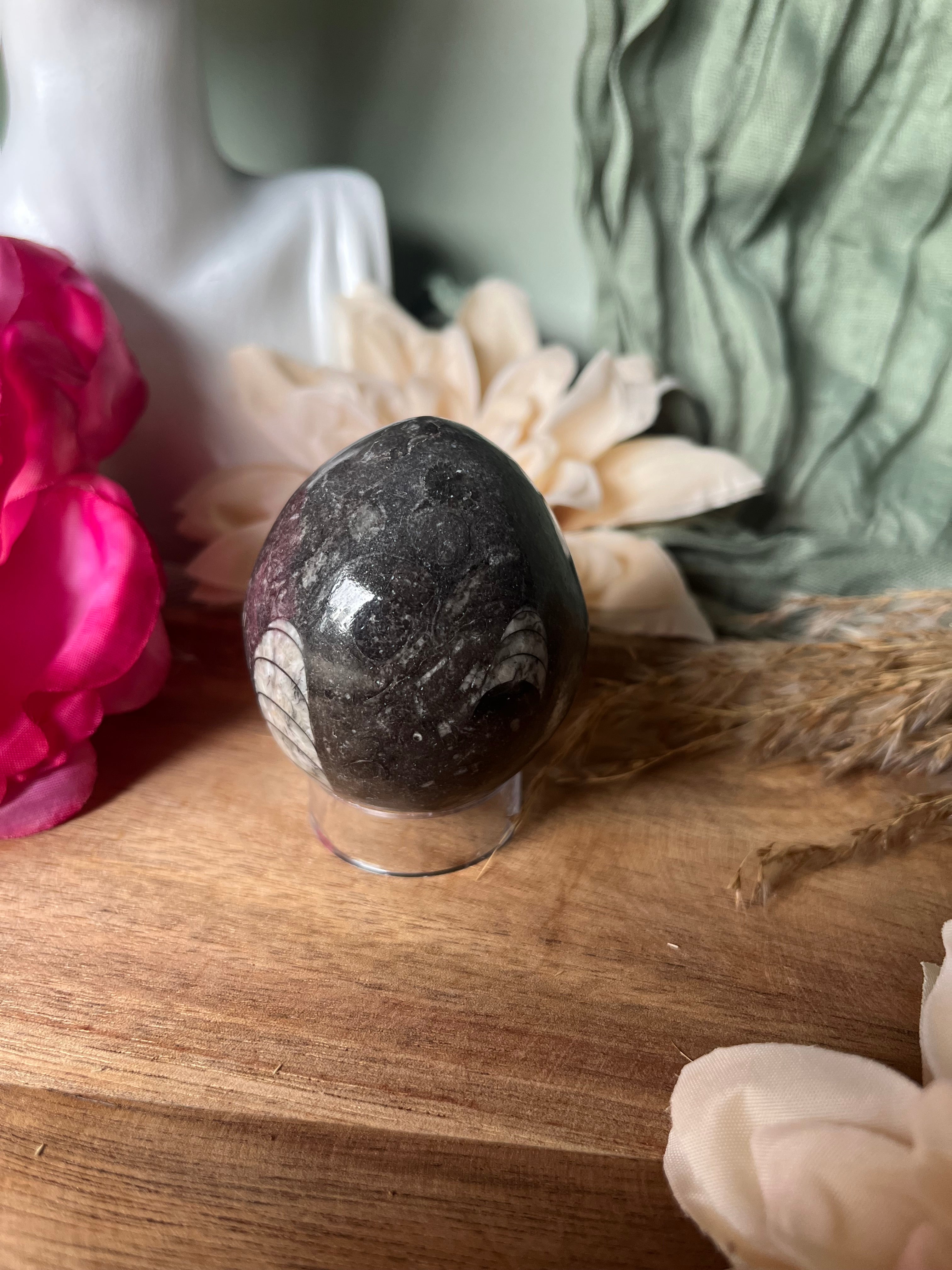 Œuf - ANCRAGE - MÉMOIRE ANCIENNE - PROTECTION - Orthocéras