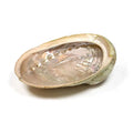 Coquille d'ormeau Taille L