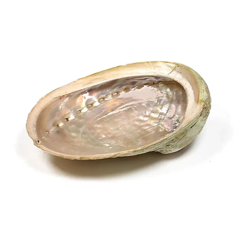 Coquille d'ormeau Taille L