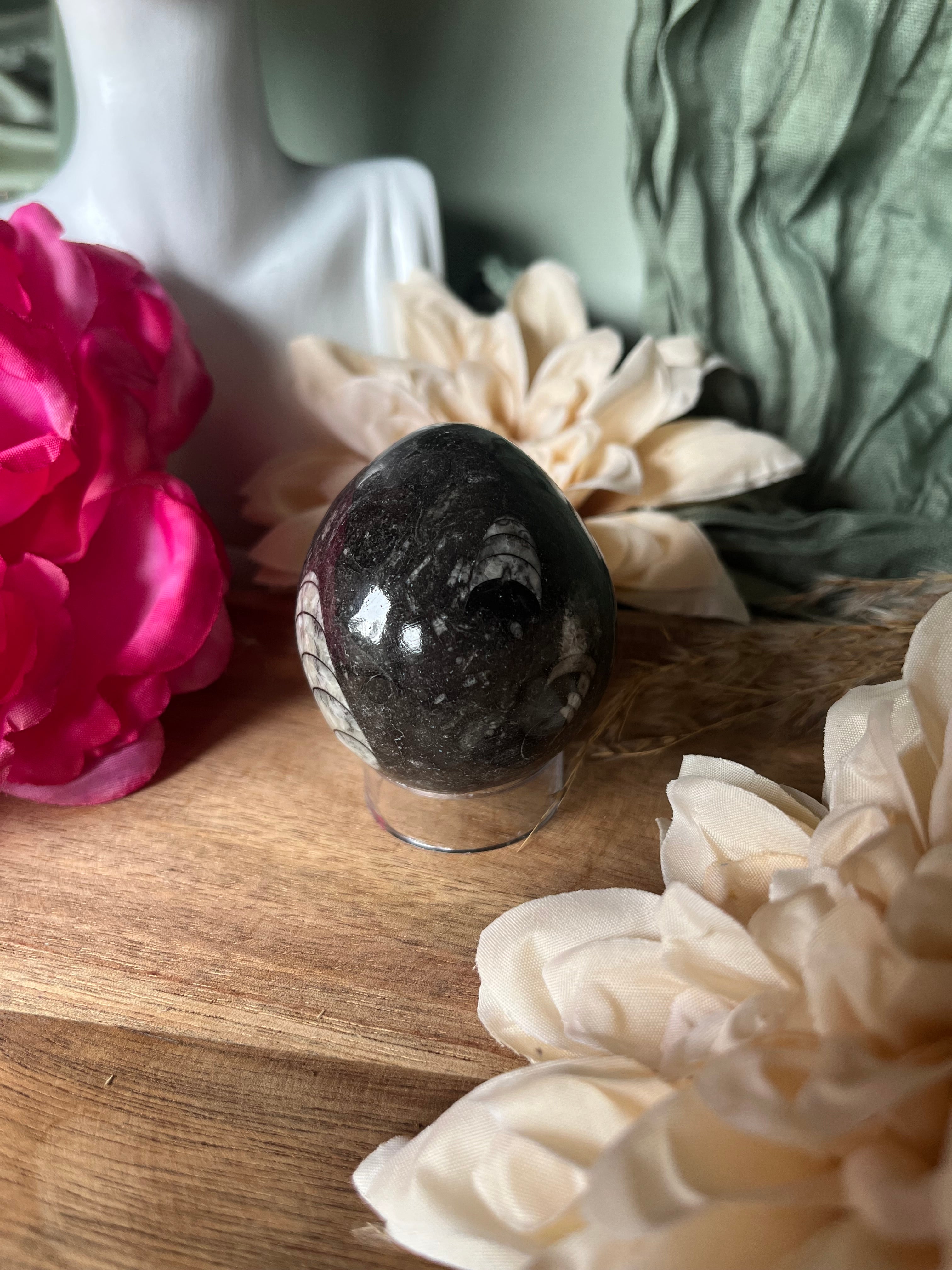 Œuf - ANCRAGE - MÉMOIRE ANCIENNE - PROTECTION - Orthocéras