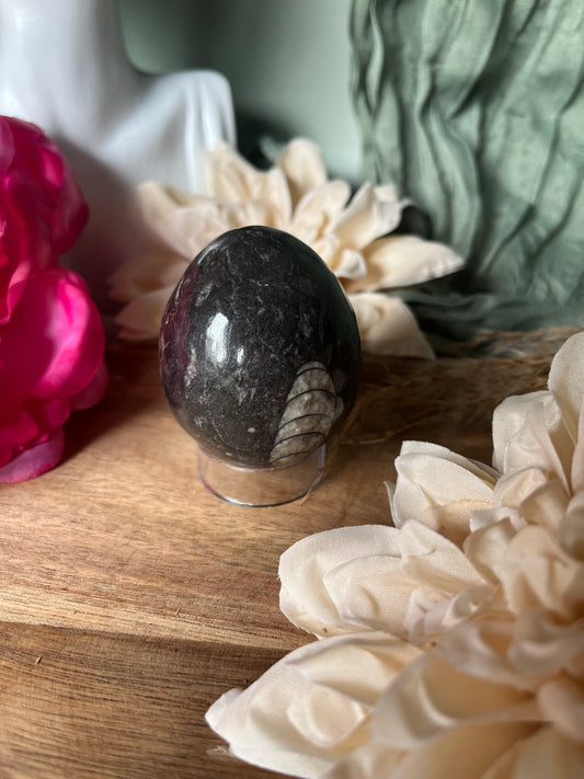 Œuf - ANCRAGE - MÉMOIRE ANCIENNE - PROTECTION - Orthocéras