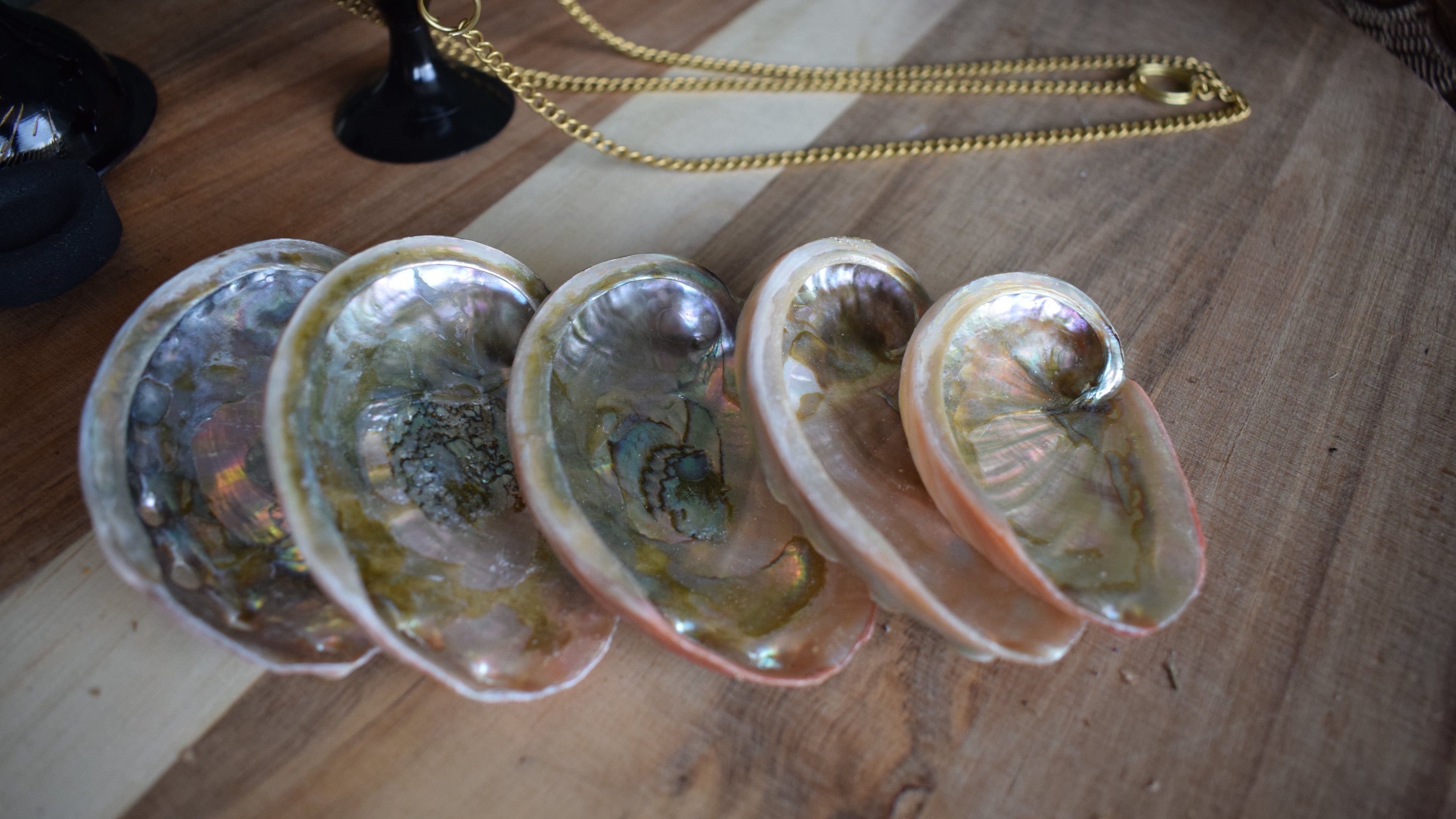 Coquille d'avalon - Petite