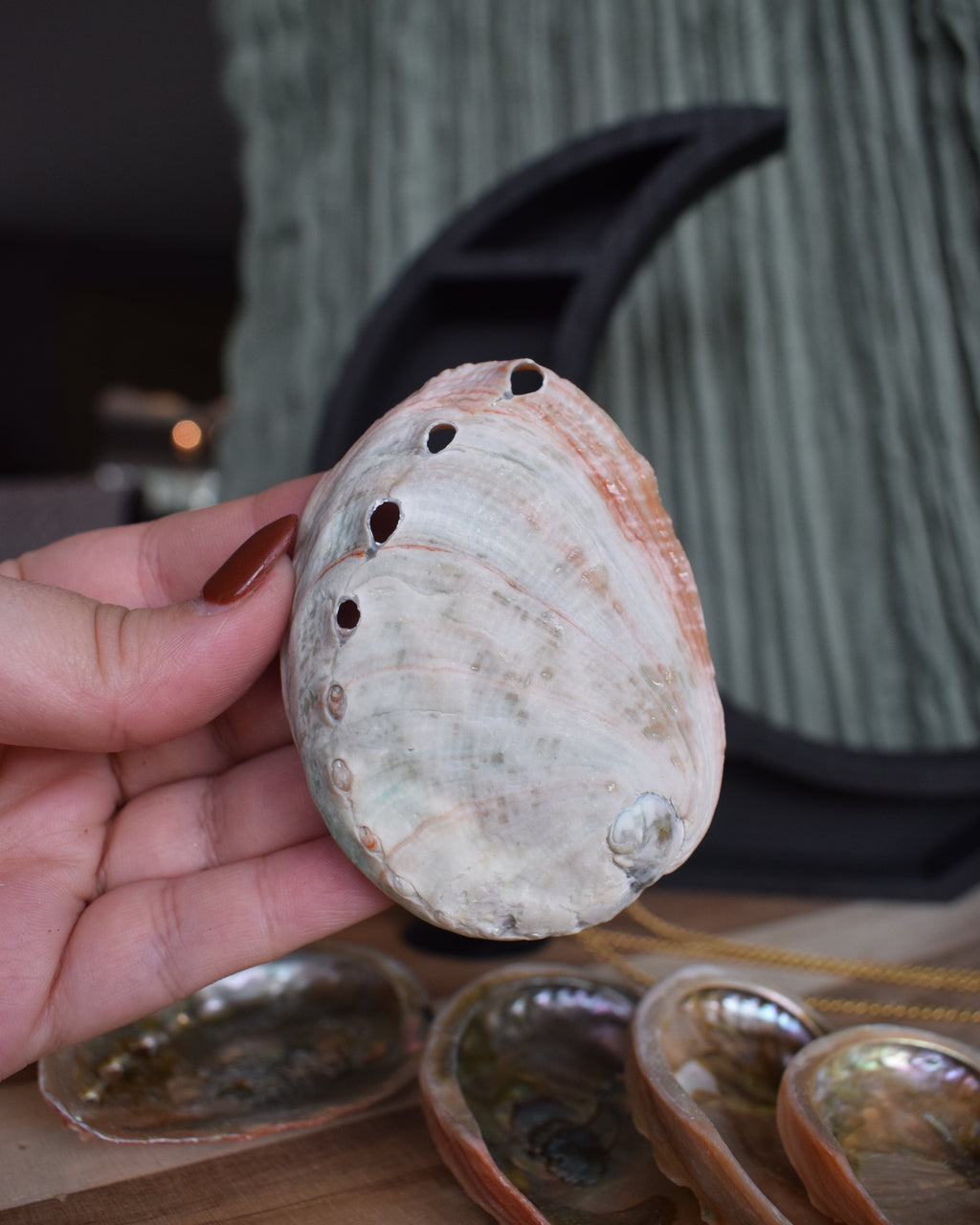 Coquille d'avalon - Petite
