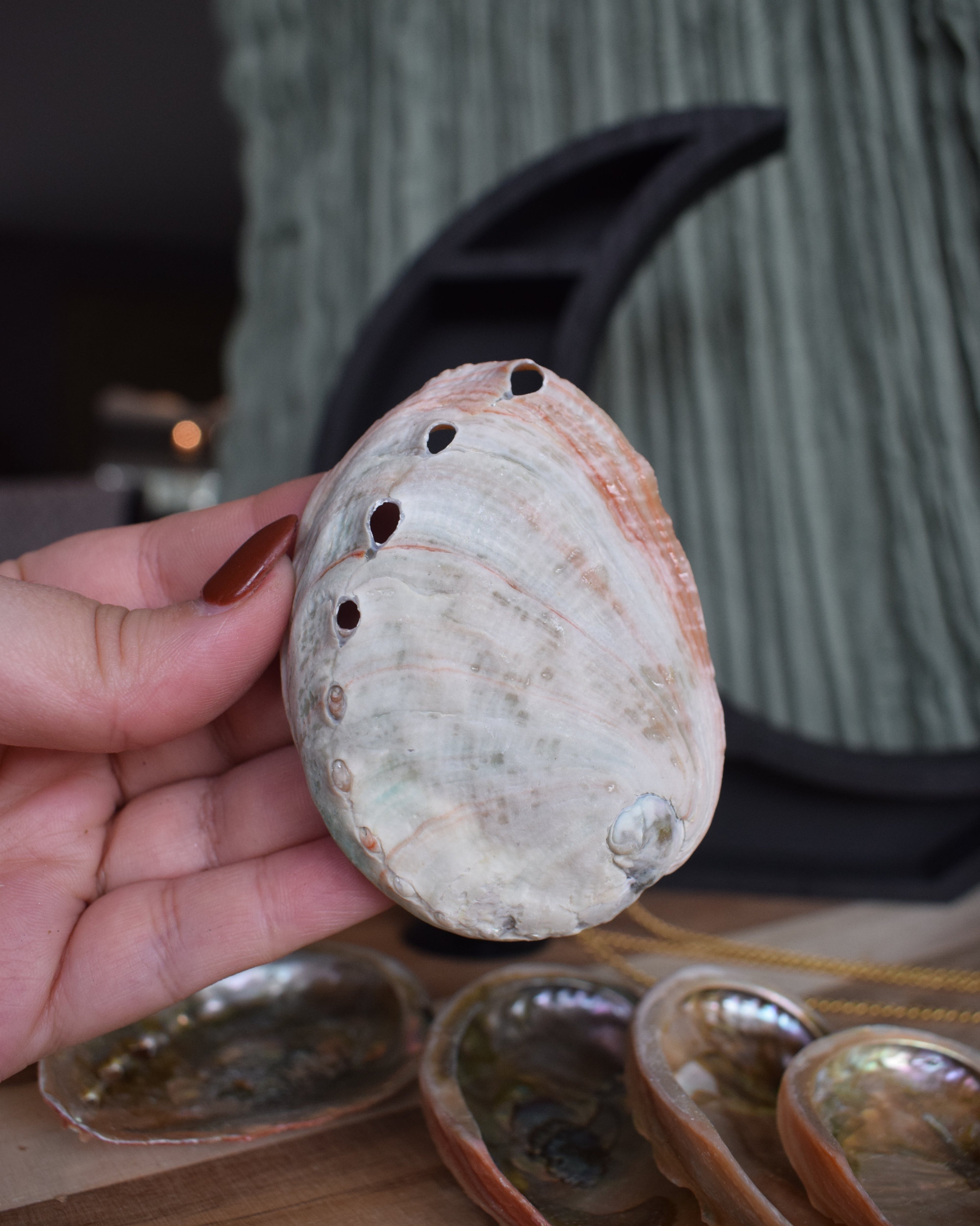 Coquille d'avalon - Petite