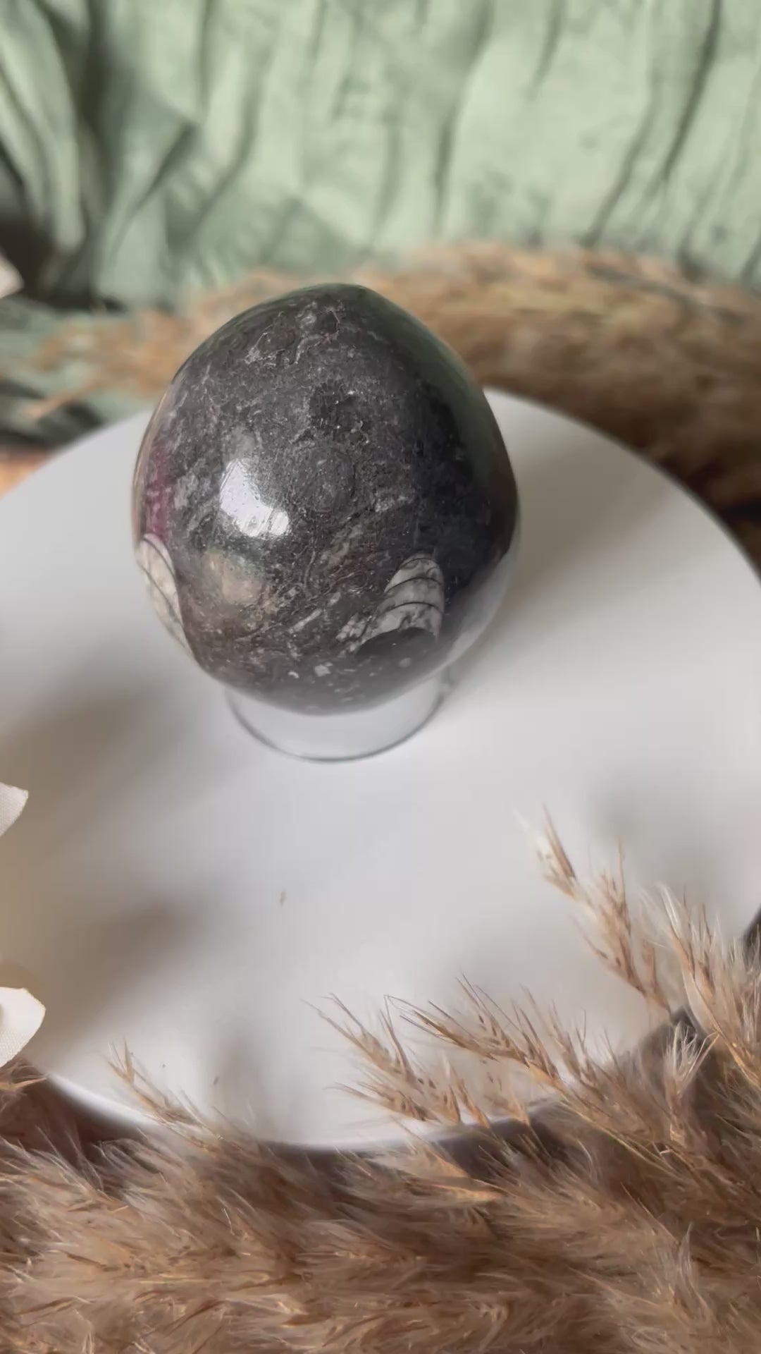 Œuf - ANCRAGE - MÉMOIRE ANCIENNE - PROTECTION - Orthocéras